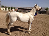 خرید و فروش اسب اصیل ایرانی